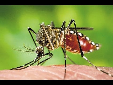 Zika2